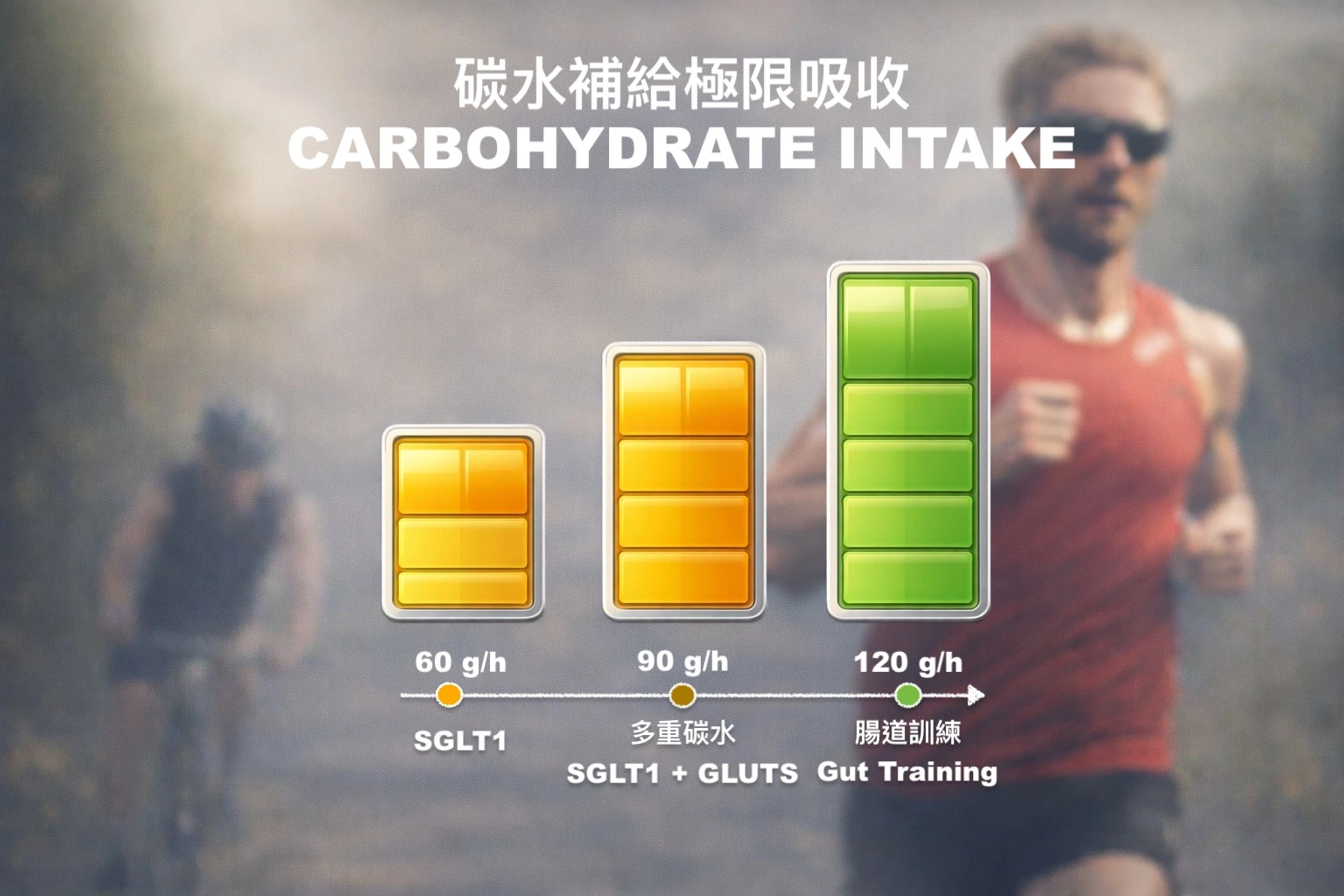 碳水吸收機制示意圖 碳水吸收機制示意圖