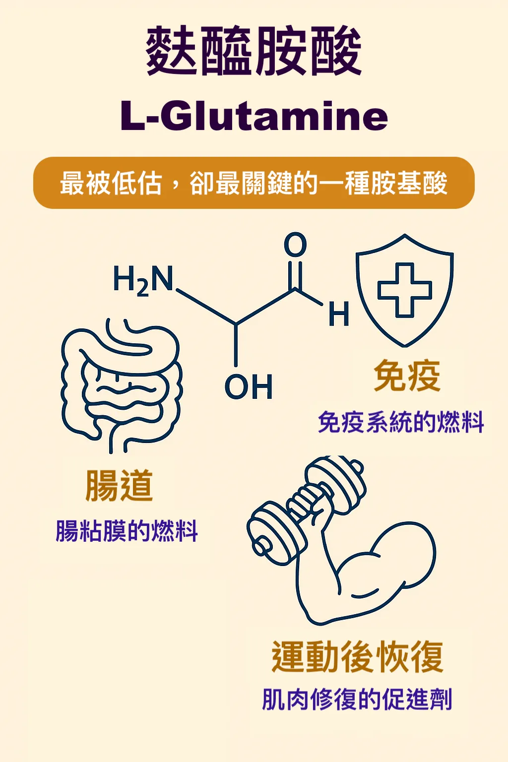 麩醯胺酸與運動恢復主題圖