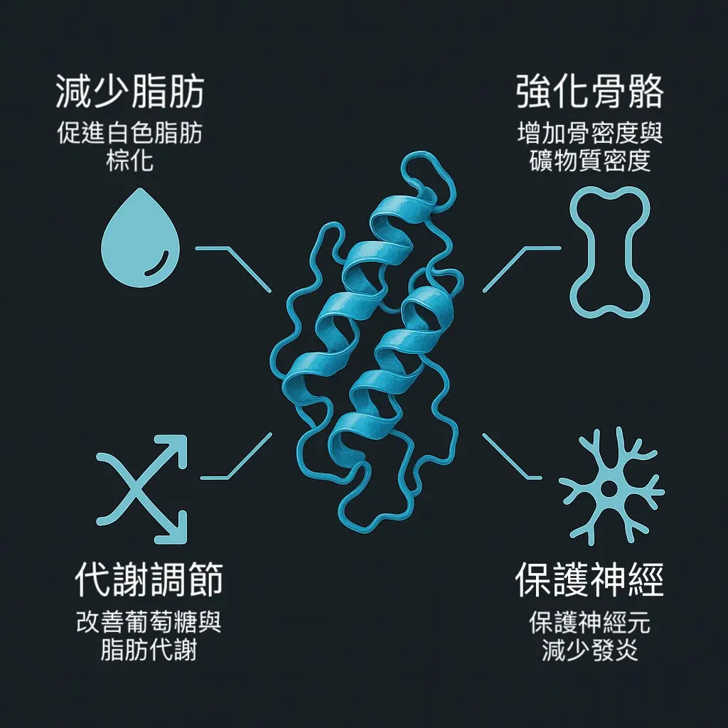 Irisin 效益圖解