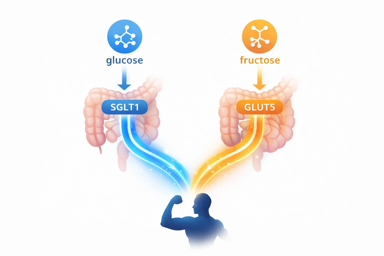 多重碳水吸收機制示意圖