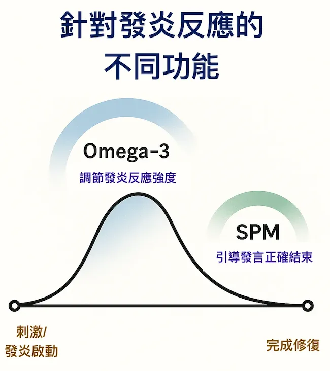 Omega-3 與 SPM 角色圖