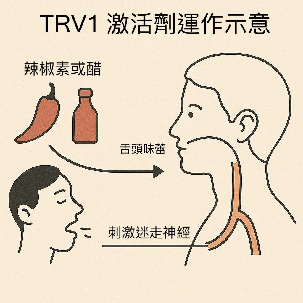 TRPV1與運動表現主題圖